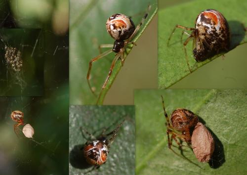 Réf. 214 423 : Parasteatoda lunata